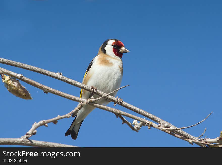 Goldfinch  / Carduelis cardueli