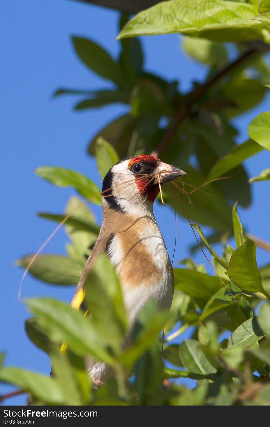 Goldfinch  / Carduelis Cardueli