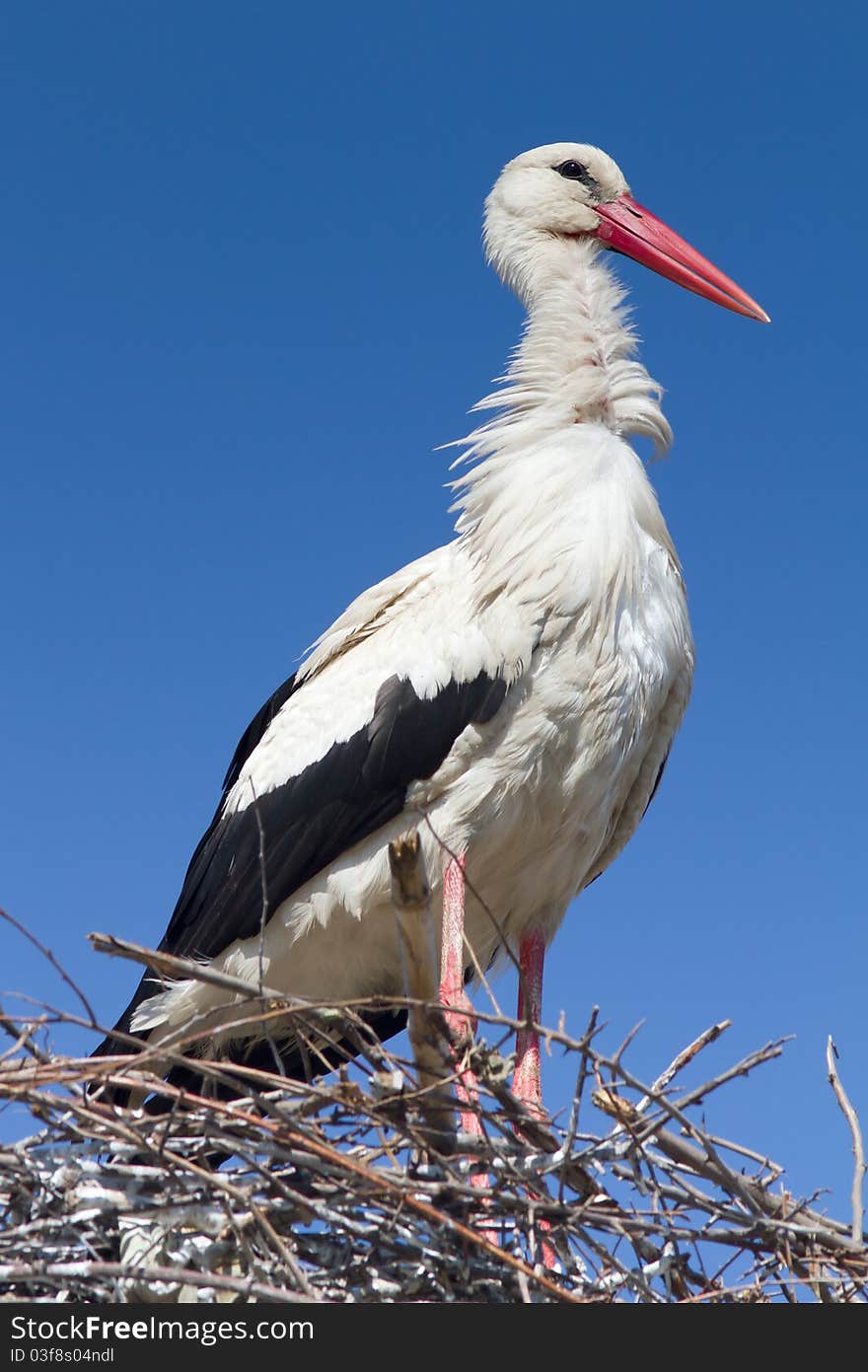 White stork standing on the nest / Ciconia ciconia. White stork standing on the nest / Ciconia ciconia