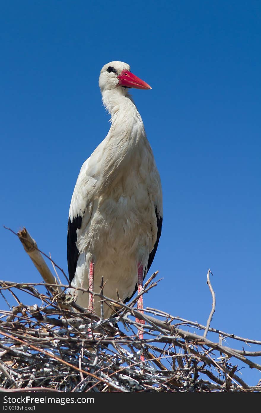 White stork standing on the nest / Ciconia ciconia. White stork standing on the nest / Ciconia ciconia