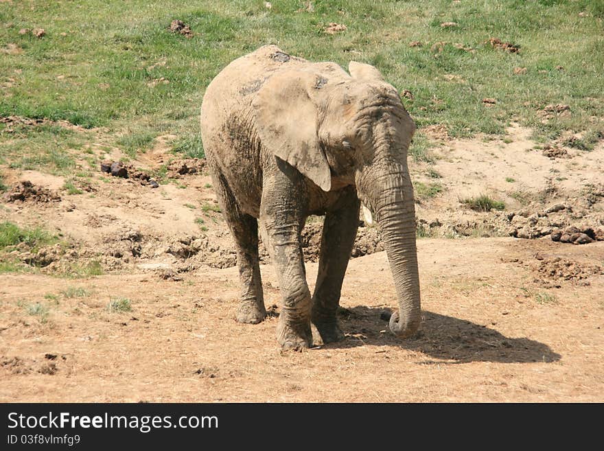 Picture of an elephant of africa