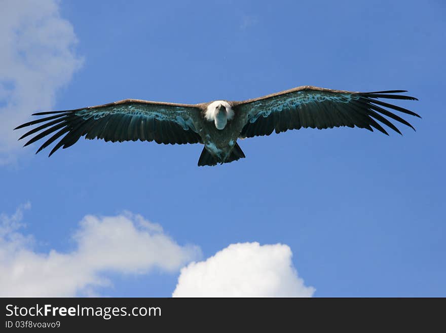 Picture of a vulture flying in a sunny sky