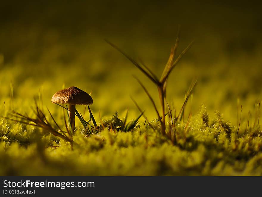 A interesting mushroom with a grass besides it which make them looks like a house and a tree. A interesting mushroom with a grass besides it which make them looks like a house and a tree.