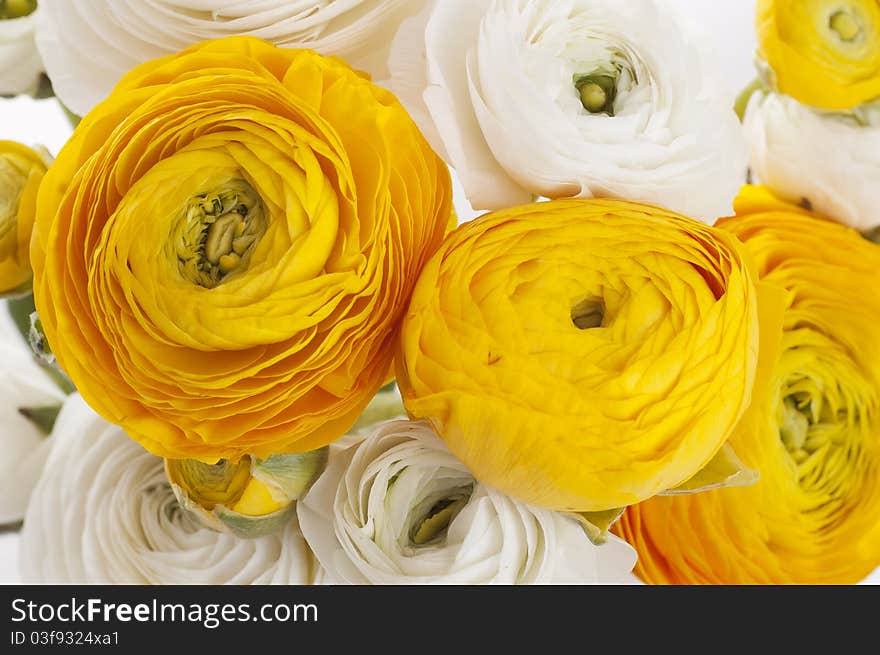 Fresh bouquet of orange and white ranunculus. Fresh bouquet of orange and white ranunculus