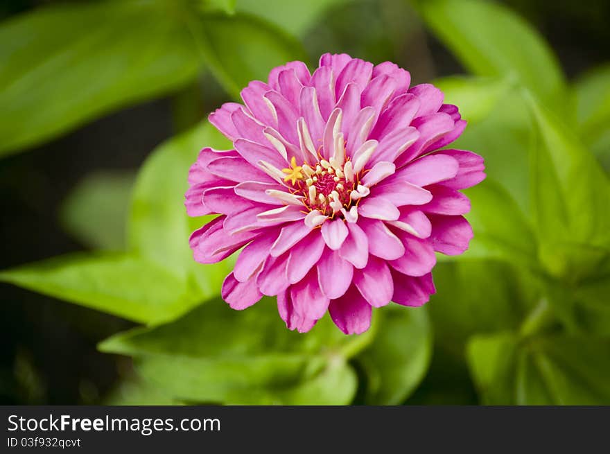 Chrysanthemum