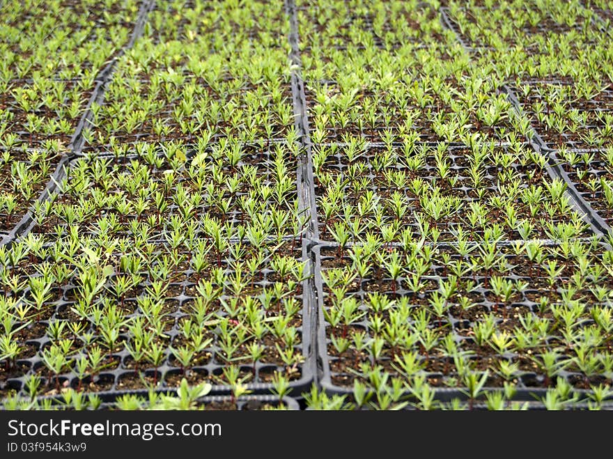 Campuses of cypress seedlings in a nursery