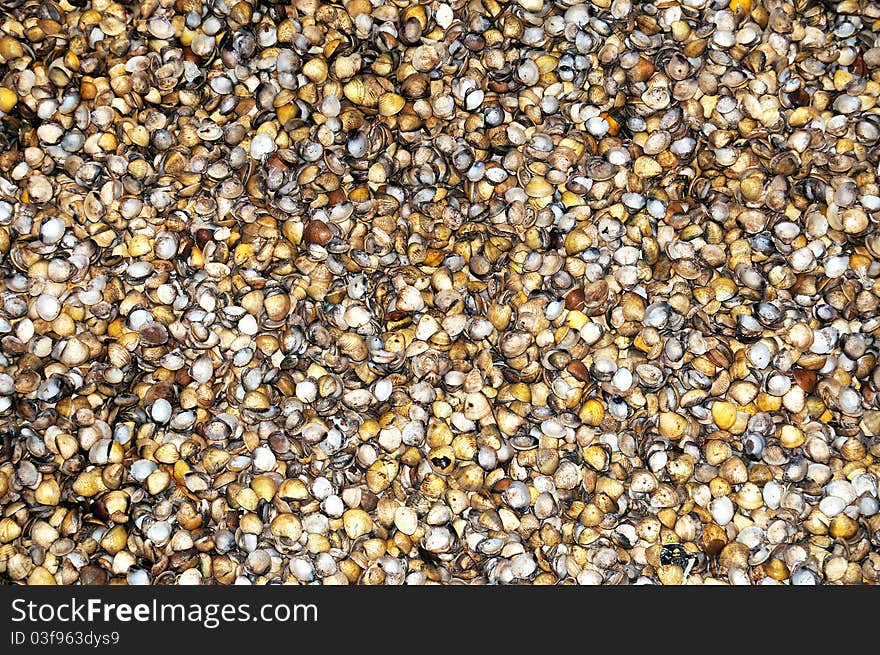 Wonderful background photo of seashells. Wonderful background photo of seashells