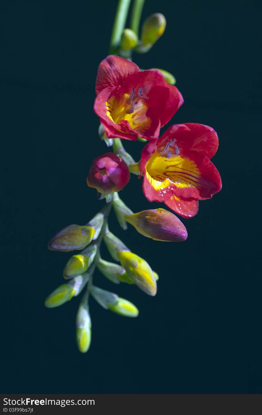 Freesia