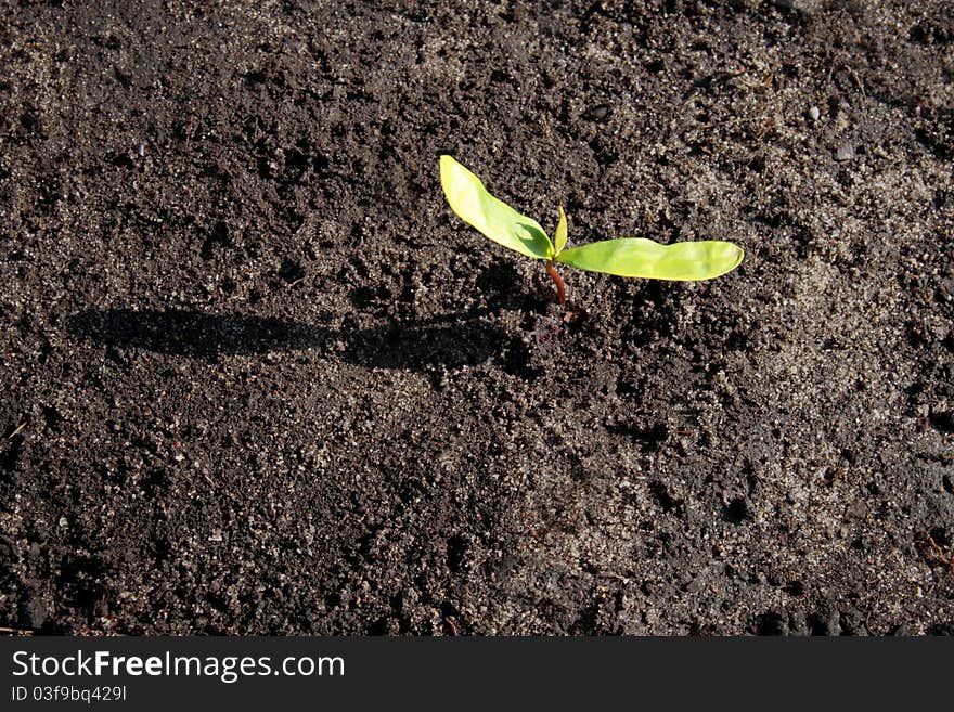 Seedling Growing in Black Dirt