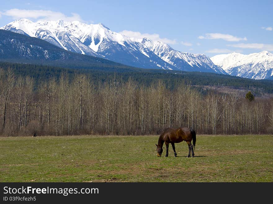 Horse grazing on a mountain pasture against mountains. Horse grazing on a mountain pasture against mountains