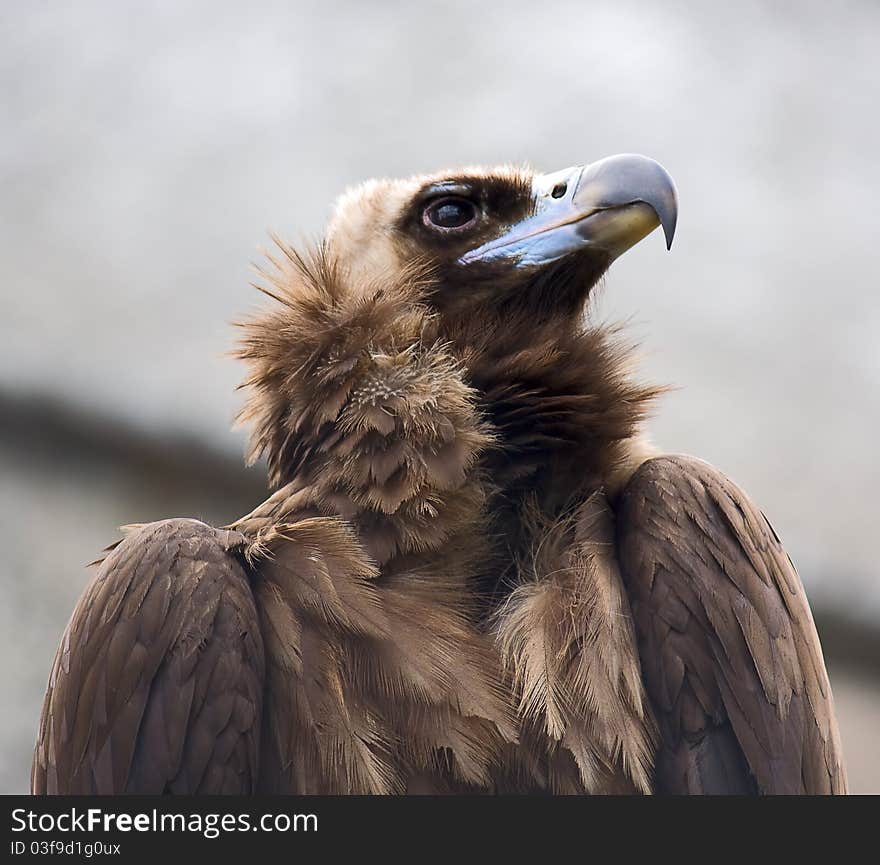 Close-up portrait in profile of bird of prey,zoo.