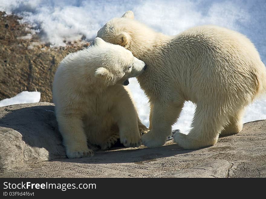 Two little polar bears playing in zoo, Russia.