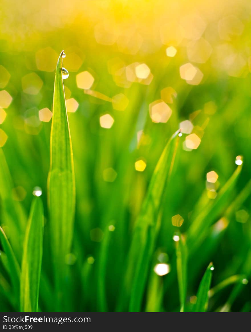 Morning dew on blades of grass during sunrise