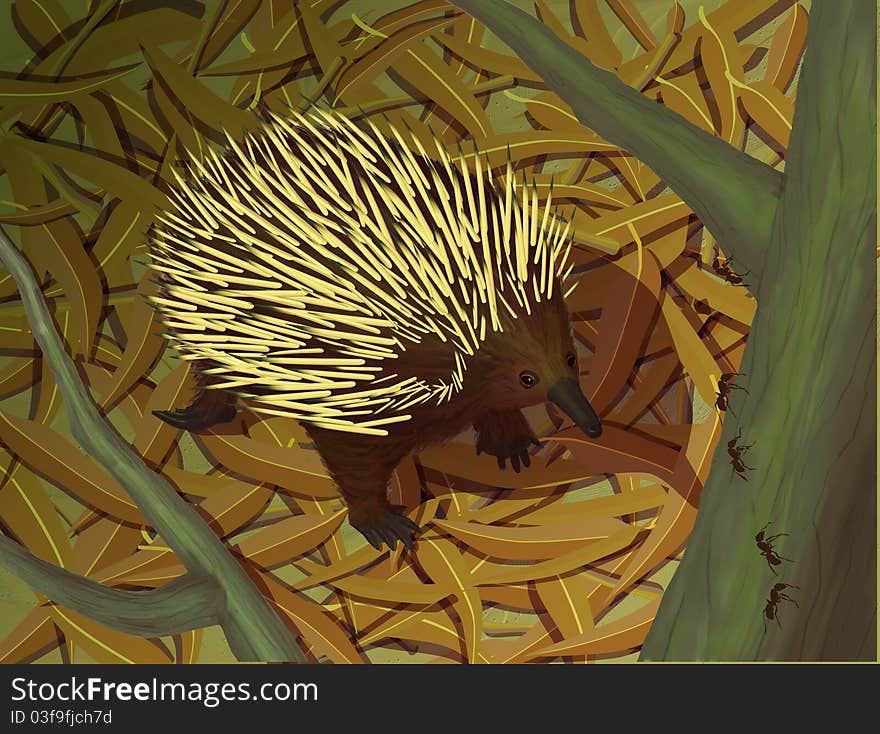 Short-beaked Echidna in leaf litter. Short-beaked Echidna in leaf litter