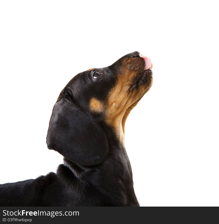 Puppy Waiting For Food