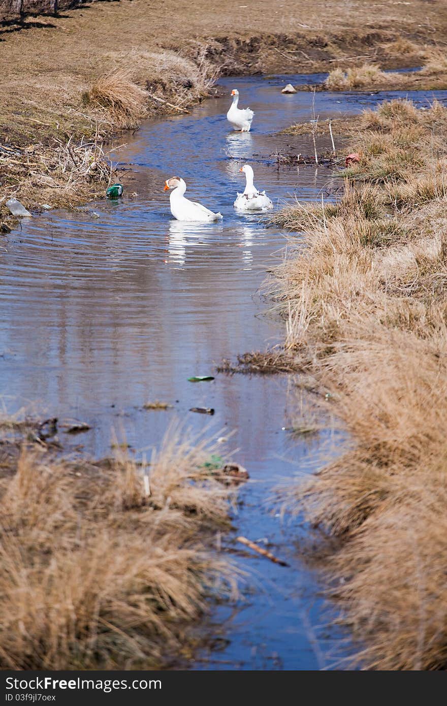 Geese in dirty water