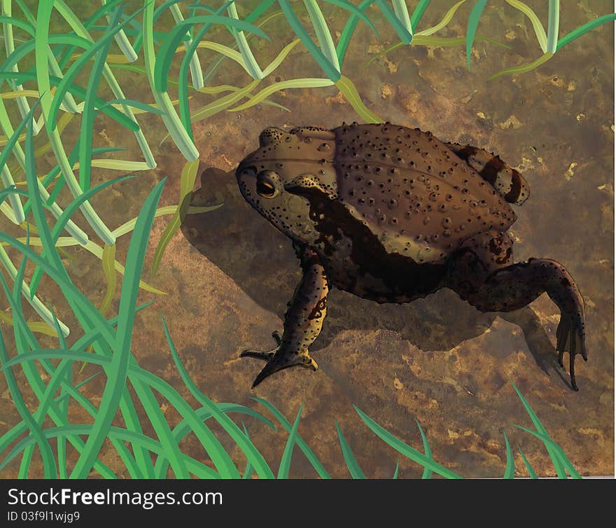 Asiatic toad in natural environment. Asiatic toad in natural environment