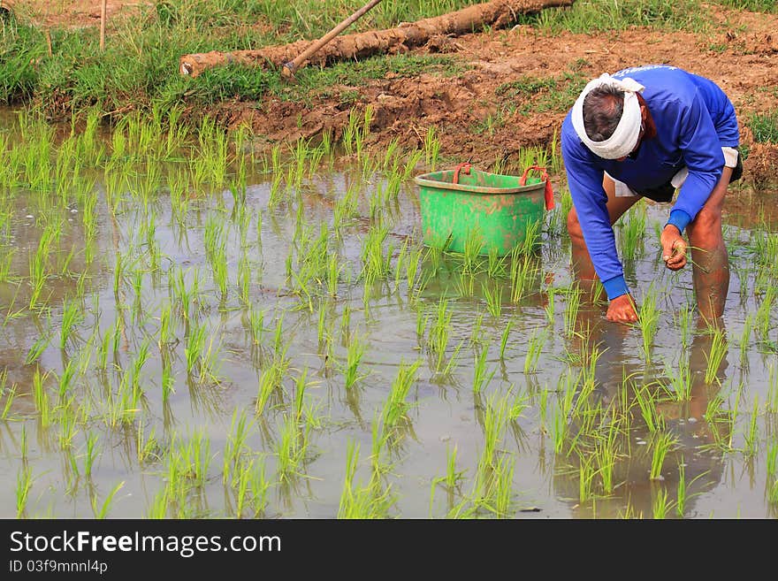 There is a famer working in the farm.