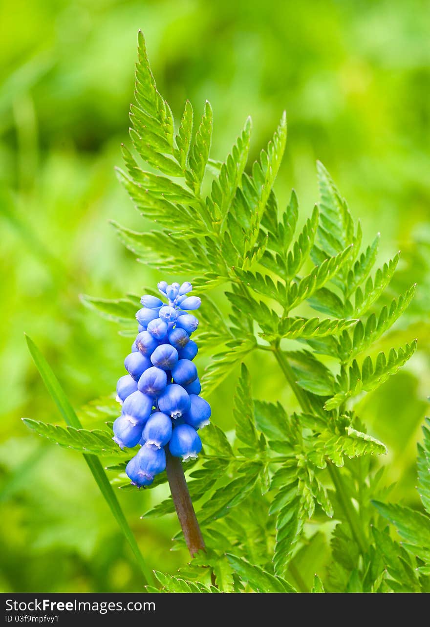 A blue hyacinth on green background. A blue hyacinth on green background