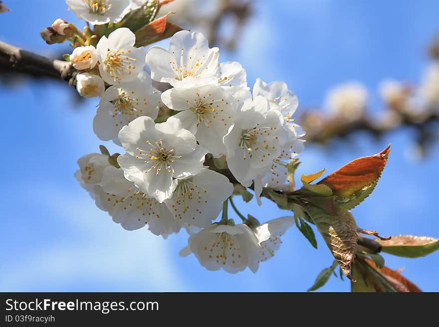 Spring cherry three flowers on a clear blue sky. Spring cherry three flowers on a clear blue sky.