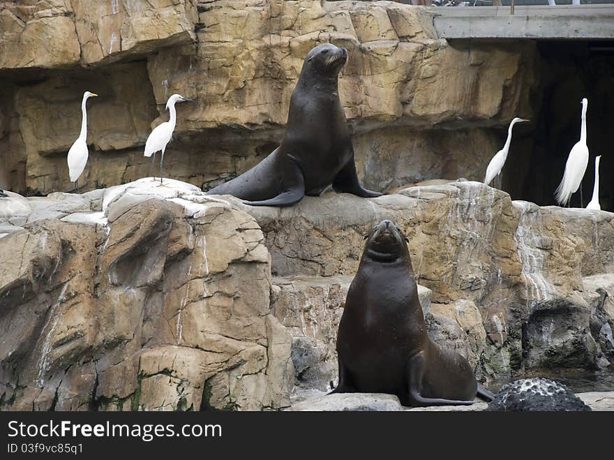 Two sea lions