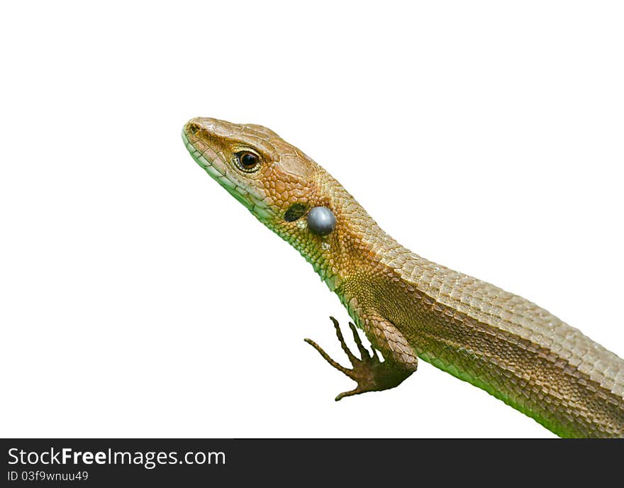 A close up of the small lizard (Tachydromus amurensis). Isolated on white. A close up of the small lizard (Tachydromus amurensis). Isolated on white.