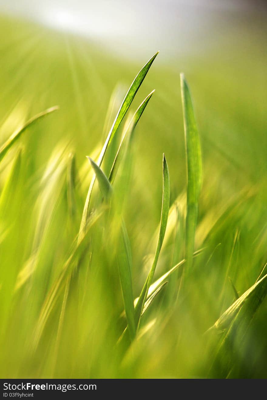 Fresh spring grass in warm sunlight. Fresh spring grass in warm sunlight