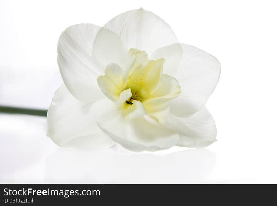 White daffodil isolated on white background