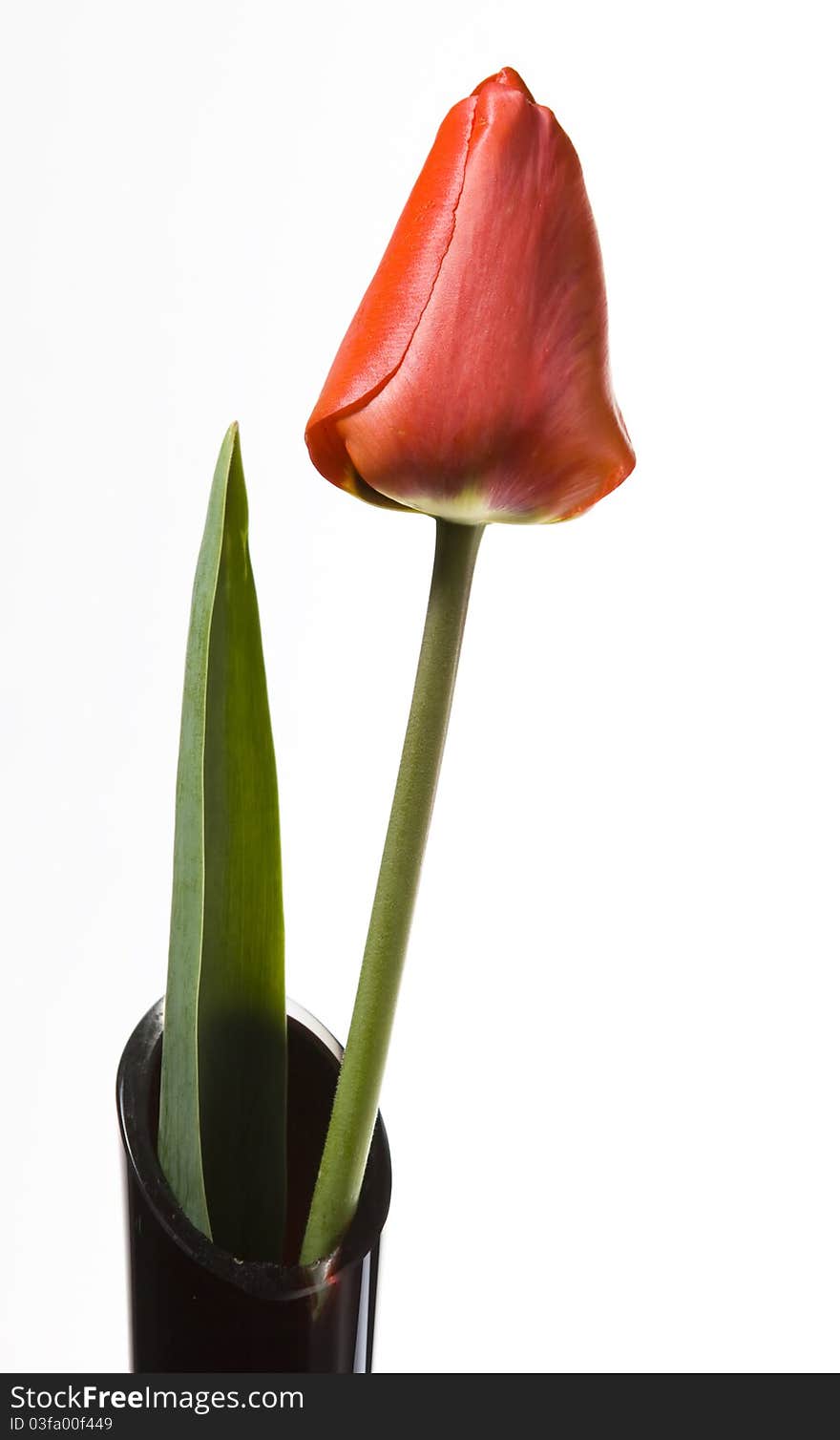 Red tulip in wase isolated on white