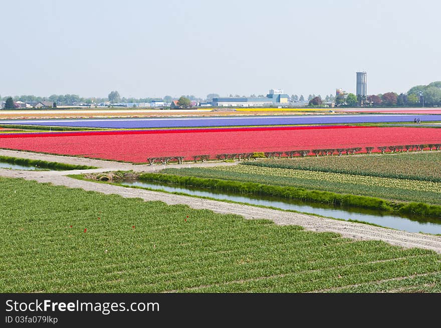 Beautiful flowers on a farm