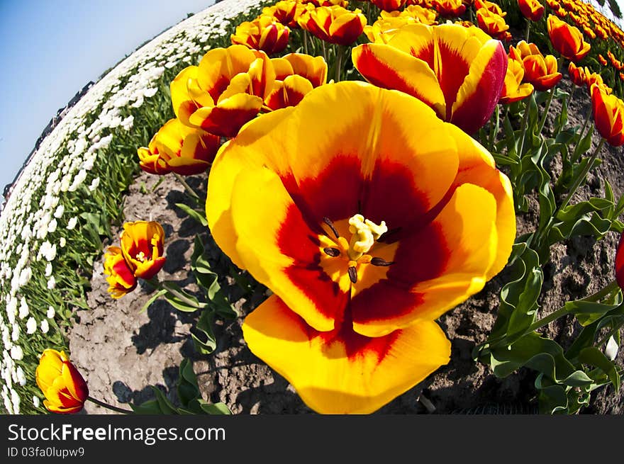 An extreme wide angle fisheye view to the inside of a tulip - artistic. An extreme wide angle fisheye view to the inside of a tulip - artistic.