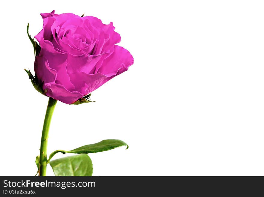 Red roses isolated on white background