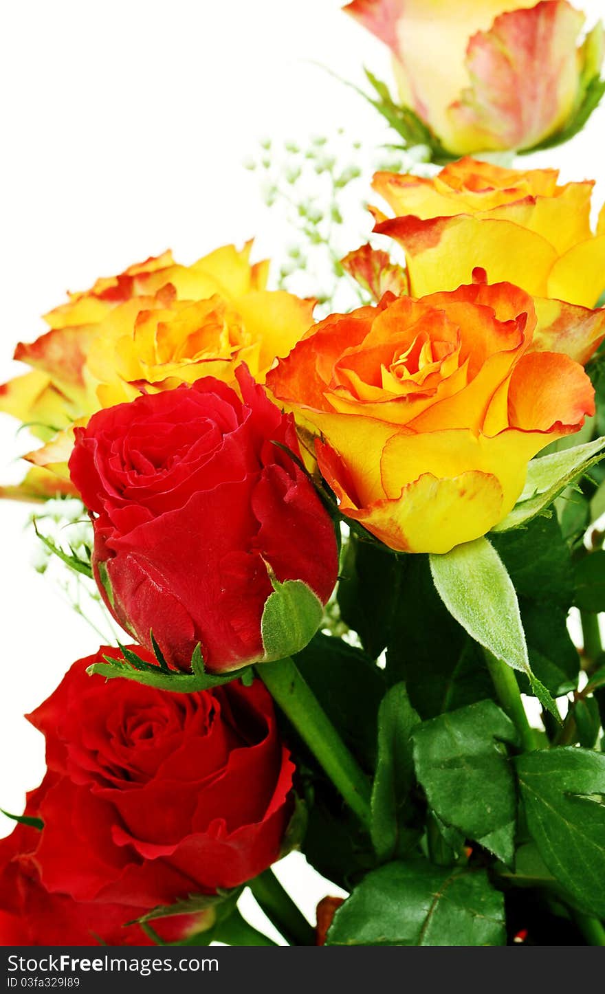 Colorful roses, beautiful flower bouquet on white. Colorful roses, beautiful flower bouquet on white