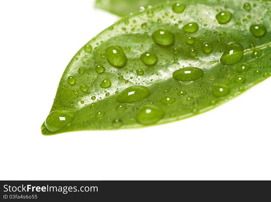 Green leaf with water drops isolated over white