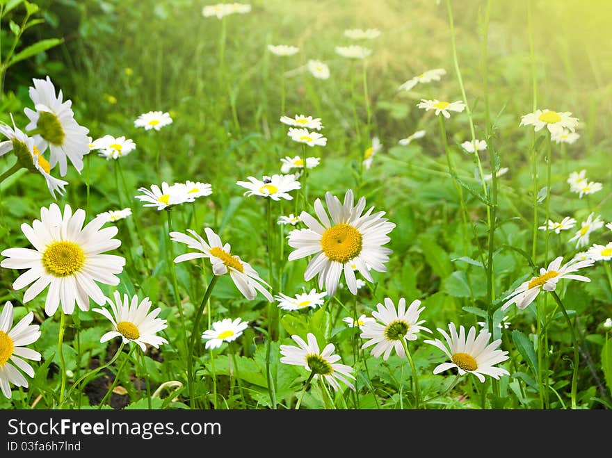 Flowers white daisywheel much with green leaf on meadow