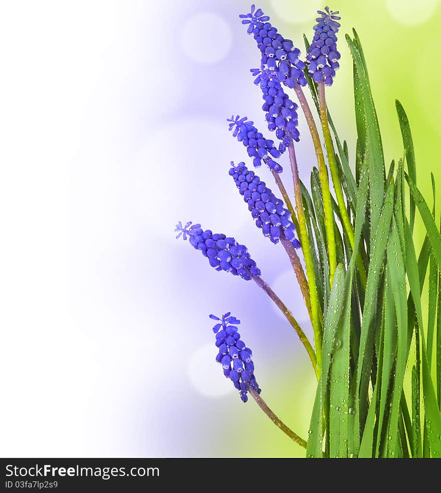 Grape hyacinths with dew drops on colored background. Grape hyacinths with dew drops on colored background