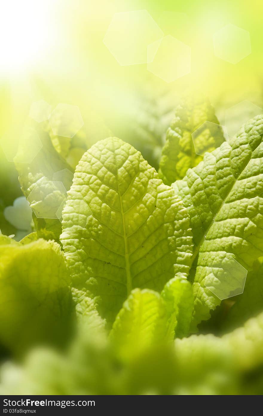 Fresh green leaves with sunlight