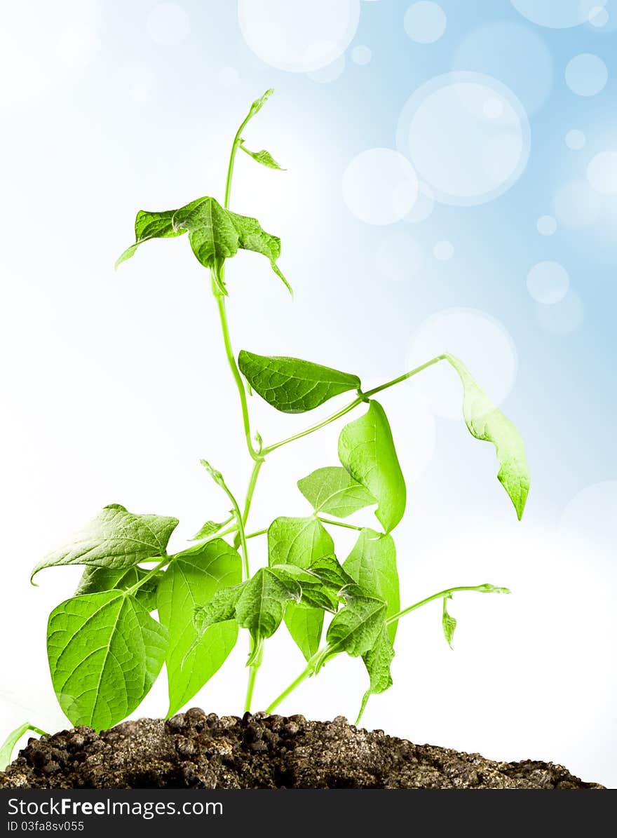 Green sprout grow in ground on blue white background