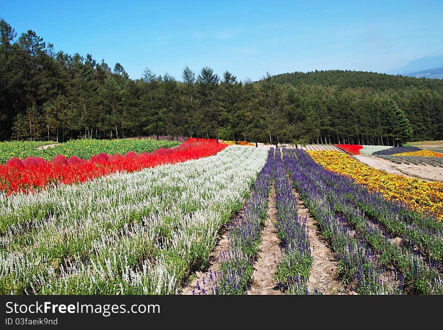 Flower fields