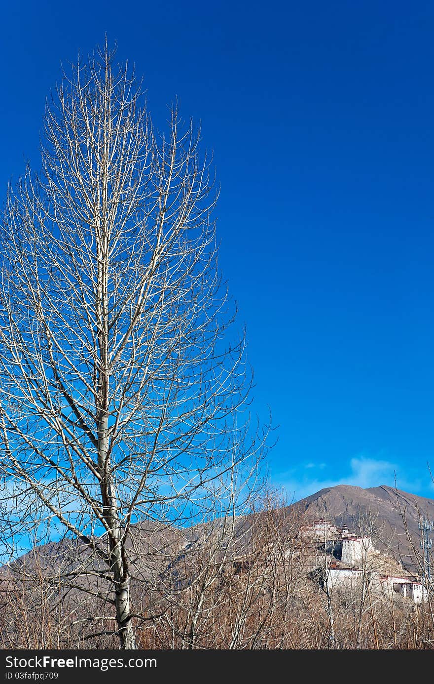 Dead Trees In The Plateau