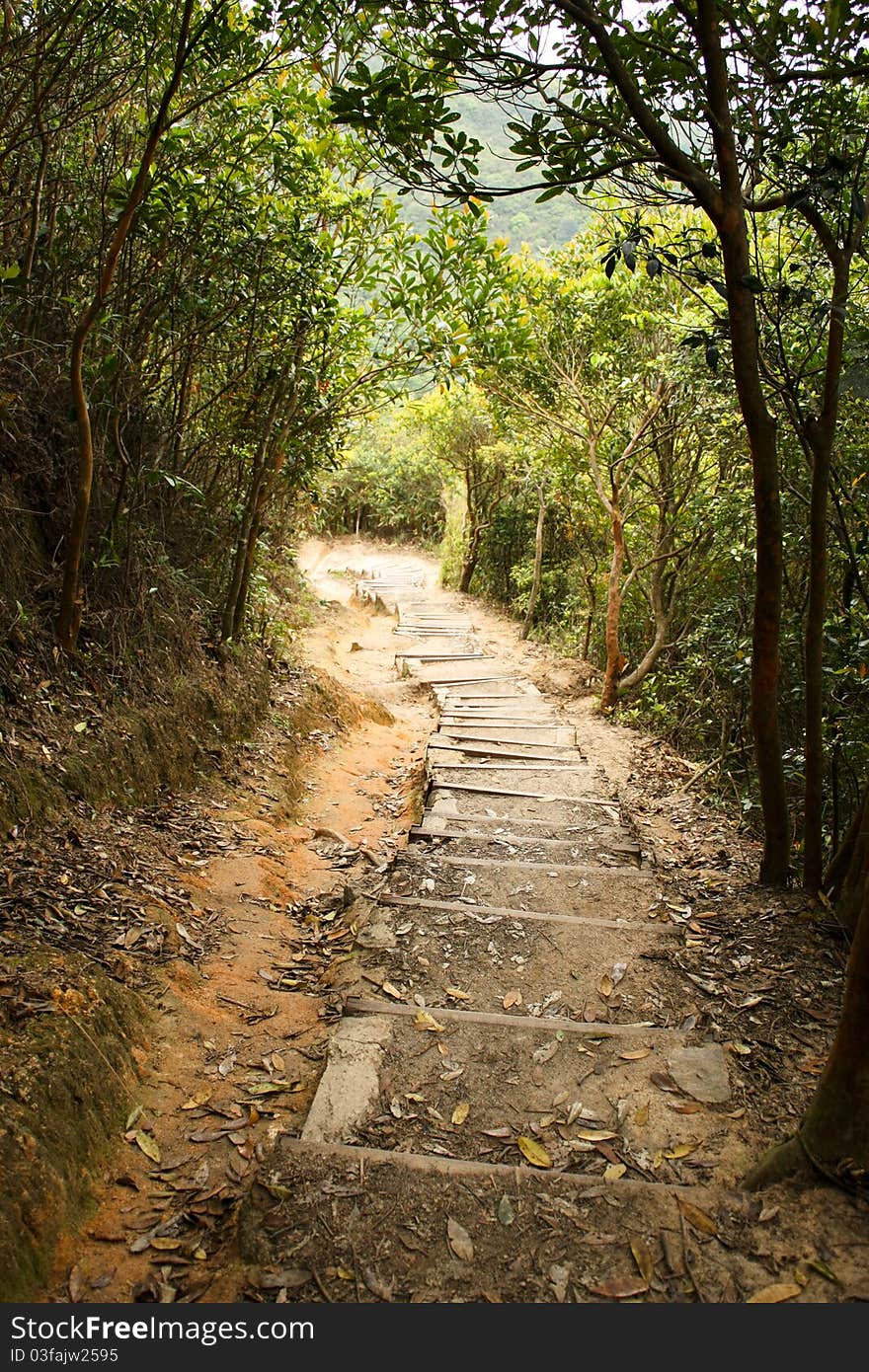 A long mountain path with trees lined on both sides.