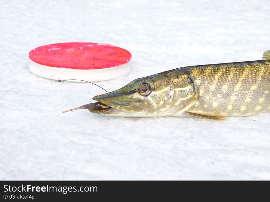 Pike on the ice with fish in jaws