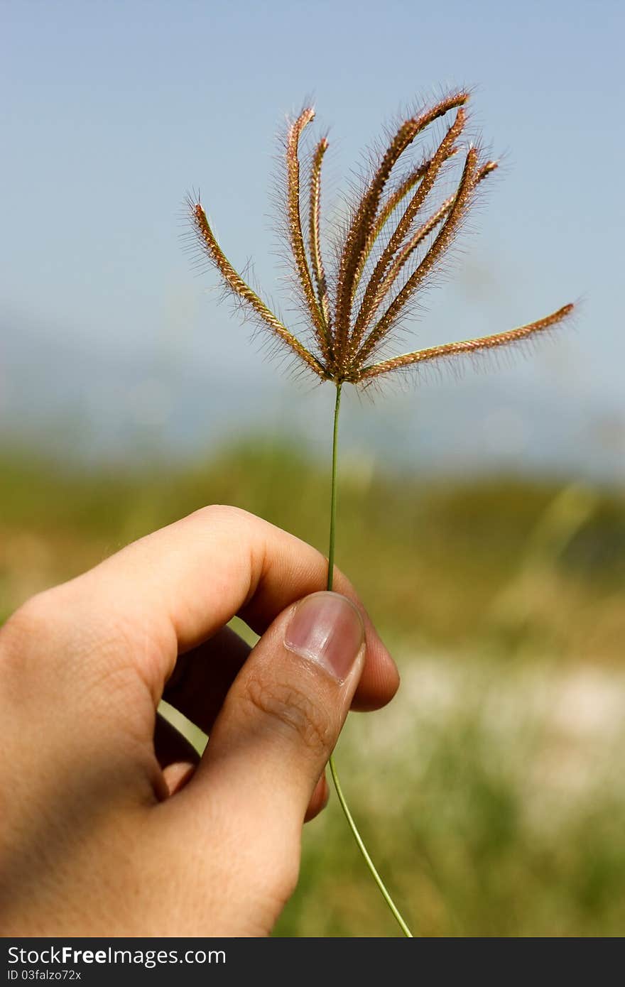 A hand holding a plant against the sky. A hand holding a plant against the sky.