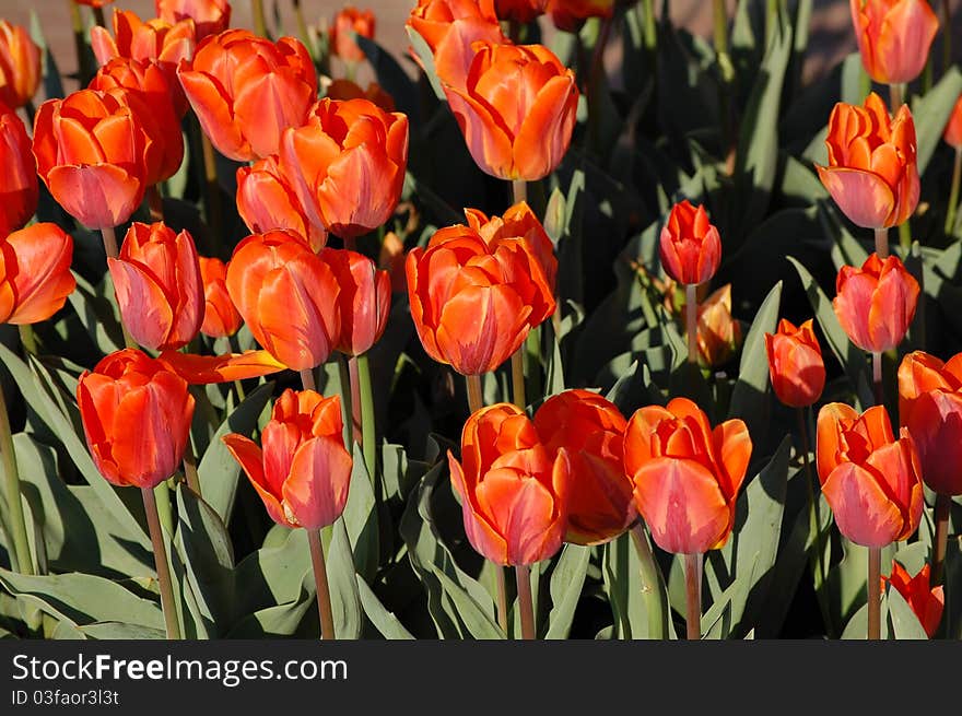 Red flowers