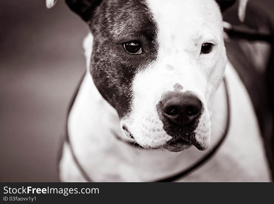 Closeup portrait of a beautiful American Staffordshire Terrier lady. Closeup portrait of a beautiful American Staffordshire Terrier lady