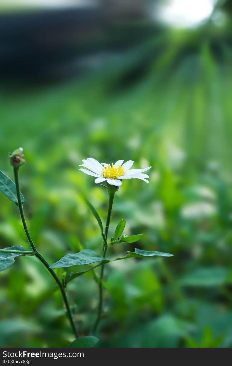 White flower in green leaves. White flower in green leaves