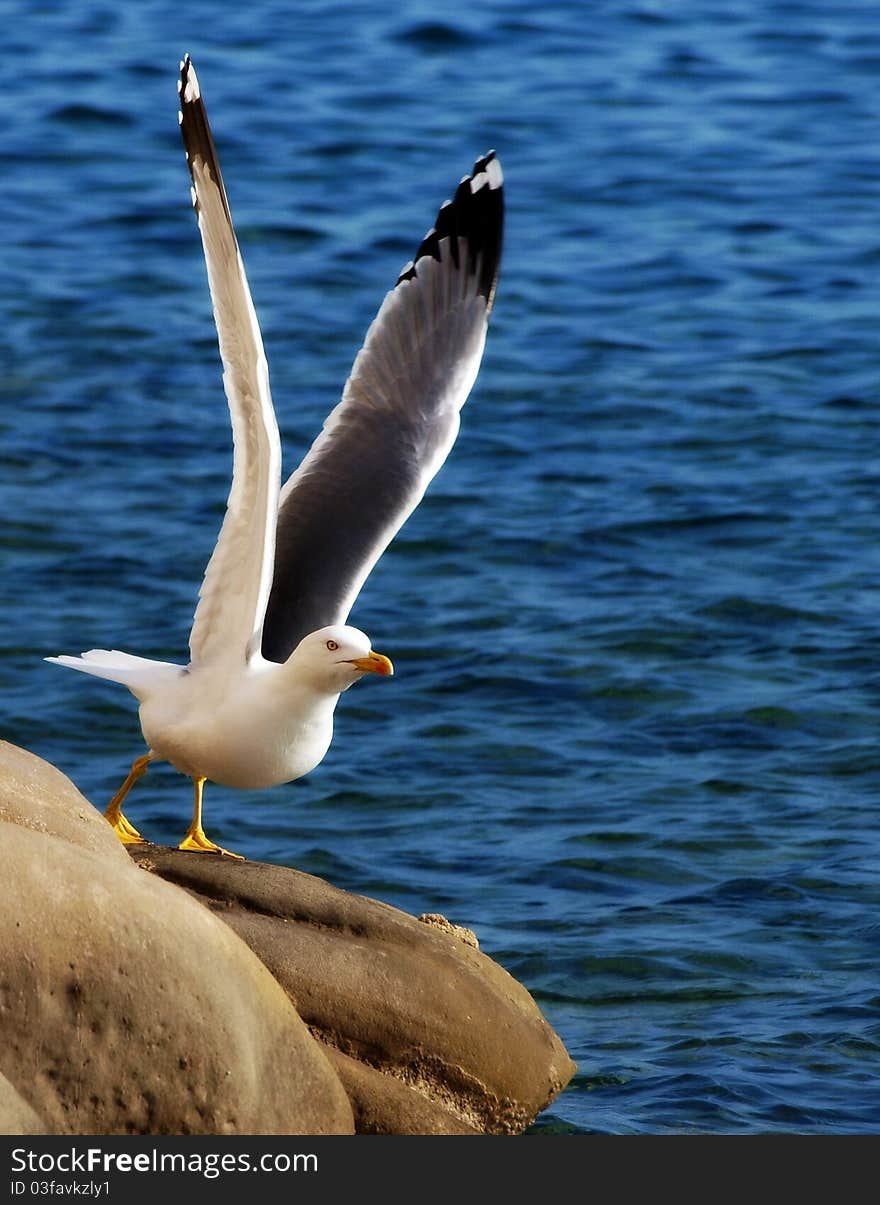 Seagull starting his flight after a short rest. Seagull starting his flight after a short rest