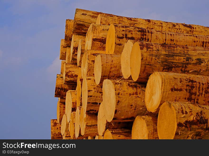 Peeled logs after treatment in a sawmill. Peeled logs after treatment in a sawmill