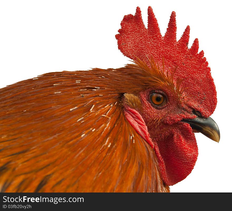 Isolated image of a red rooster.