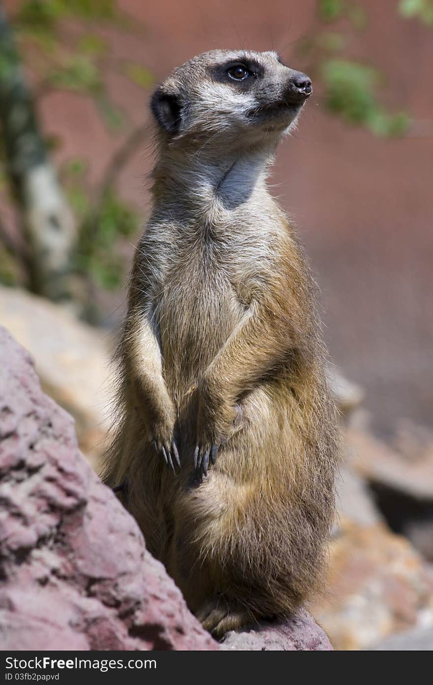 Meerkat (Suricata Suricatta)